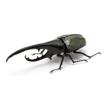 Load image into Gallery viewer, Check out the new box for the current version of Bandai Gashapon Insect Beetle Large Picture Book Long Halberd and Big Pocket Insect
