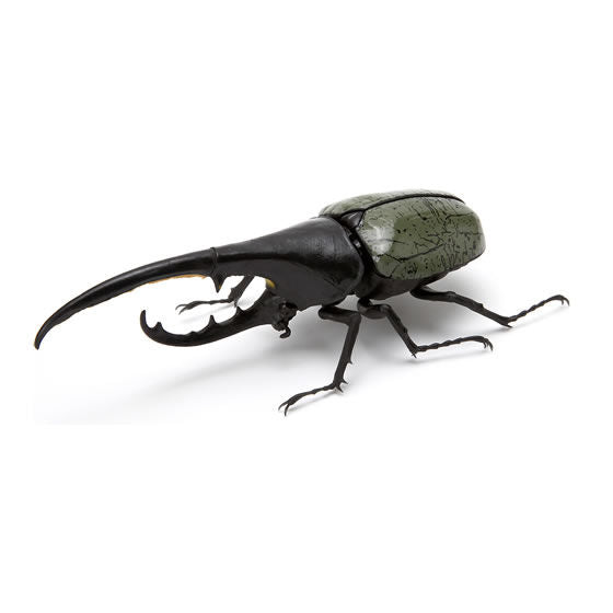 Check out the new box for the current version of Bandai Gashapon Insect Beetle Large Picture Book Long Halberd and Big Pocket Insect