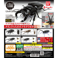 Load image into Gallery viewer, New box information 🌟New arrivals in August🌟 Ready-made gashapon BANDAI Insect encyclopedia Autumn stag beetle 04 Gacha bandai capsule toy gashapon 04 African large black stag beetle
