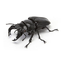 Load image into Gallery viewer, New box information 🌟New arrivals in August🌟 Ready-made gashapon BANDAI Insect encyclopedia Autumn stag beetle 04 Gacha bandai capsule toy gashapon 04 African large black stag beetle
