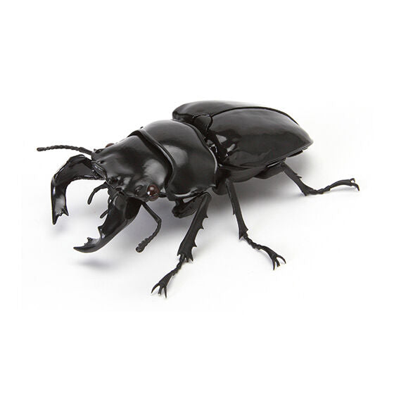 New box information 🌟New arrivals in August🌟 Ready-made gashapon BANDAI Insect encyclopedia Autumn stag beetle 04 Gacha bandai capsule toy gashapon 04 African large black stag beetle