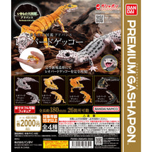 Load image into Gallery viewer, New box information 🌟New arrivals in August🌟 Ready-made version of BANDAI gashapon large picture book variant leopard pattern gecko leopard pattern gecko night
