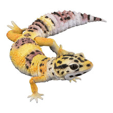 Load image into Gallery viewer, New box information 🌟 New arrivals in December 🌟 Ready-made version of Bandai Gashapon Animal Large Illustrated Leopard Gecko (Yellow)
