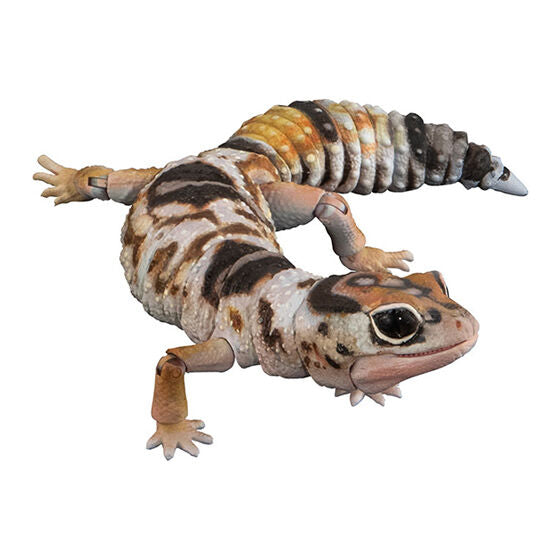 New box information 🌟 New arrivals in December 🌟 Ready-made version of Bandai Gashapon Animal Encyclopedia West African Lizard (Albino)