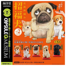 Load image into Gallery viewer, New box information 🌟 New arrivals in May 🌟 Gacha new Japanese version Kaiyodo Capsule Q Museum Animal Dog Dog Kunio Sato’s Lucky Dog Vol 2 Chiwawa
