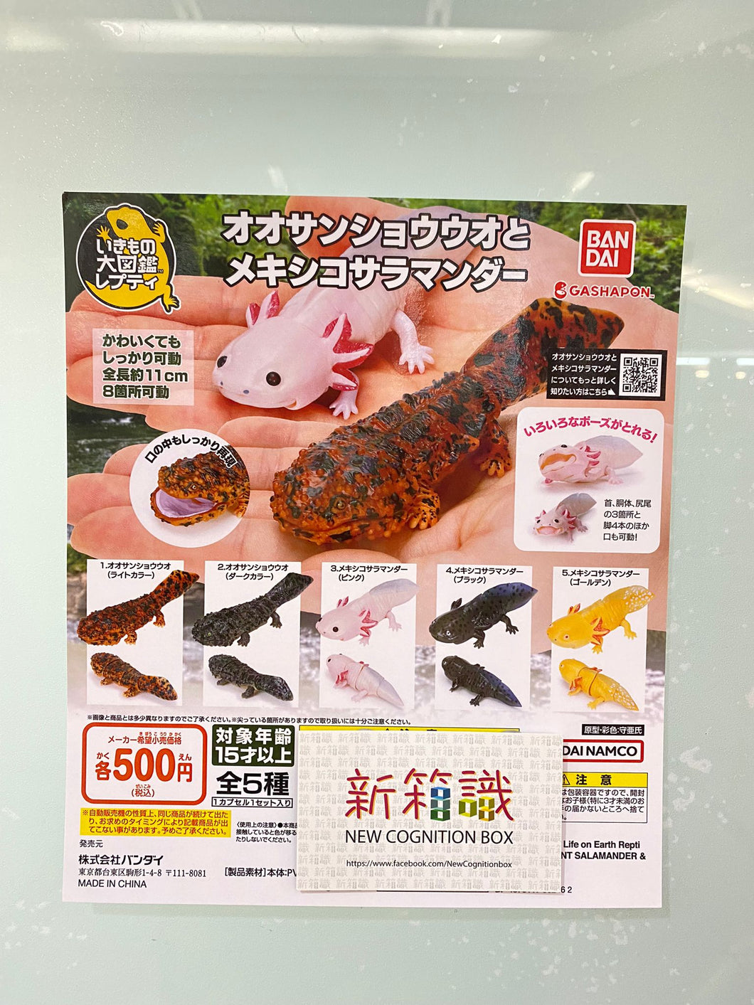 New box information🌟New arrivals in June🌟 Ready-made gashapon bandai, gashapon large illustrated book, Japanese giant salamander & Mexican salamander modeling series, complete set of 5 styles