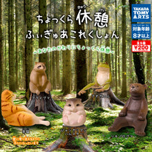 Load image into Gallery viewer, New box recognition gashapon Japanese version Tomy the animal constellation Tanuki
